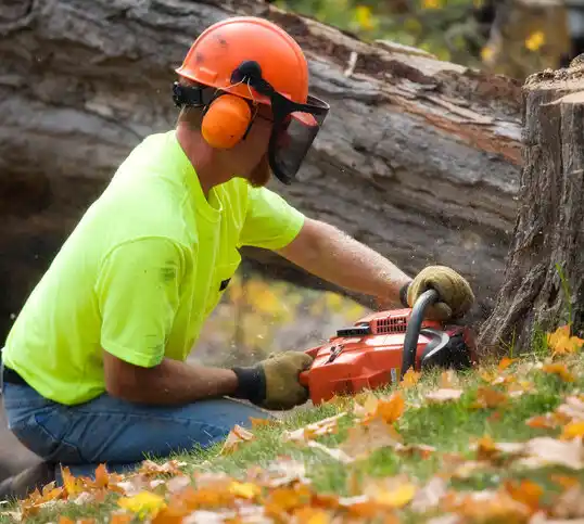 tree services Zimmerman